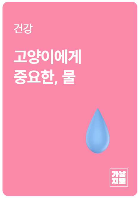 고양이에게 중요한, 물